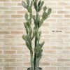 Cactus Opuntia