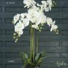 Phalaenopsis 6 tallos