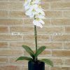 Phalaenopsis blanca 46