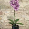 Phalaenopsis lila 46